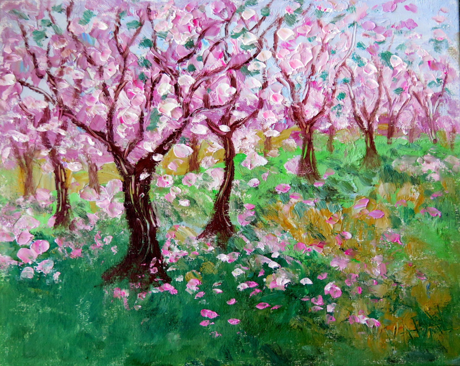 16x20 Cherry Tree Grove  Canvas  Print